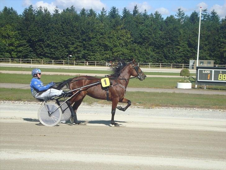 Skive travbane billede 115