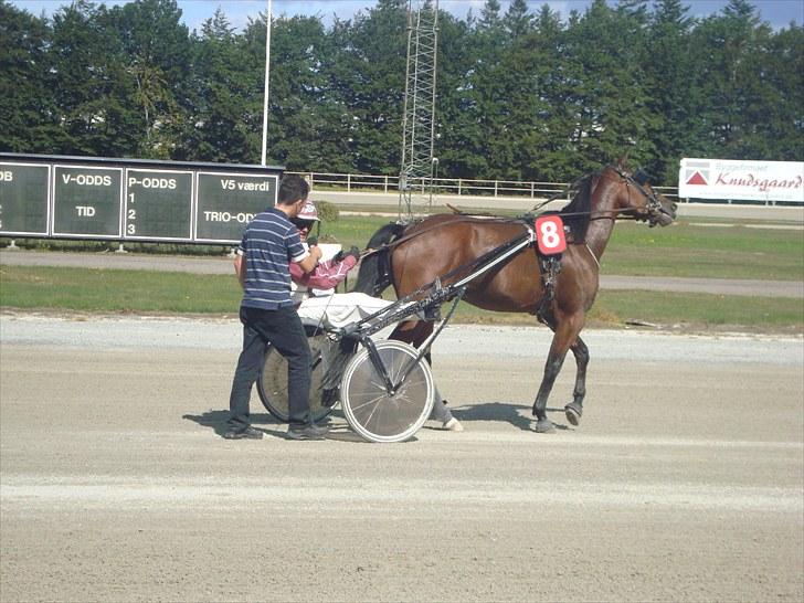 Skive travbane billede 124