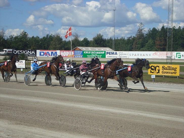 Skive travbane billede 130