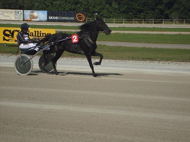 Skive travbane billede 133