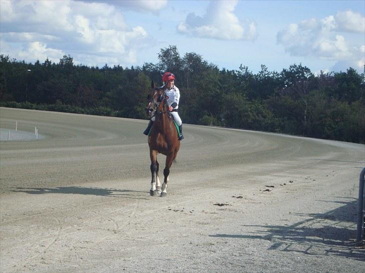 Skive travbane billede 141