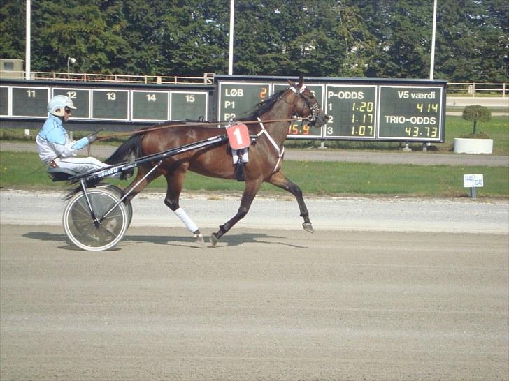 Skive travbane billede 142