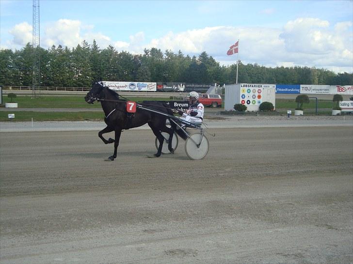 Skive travbane billede 147