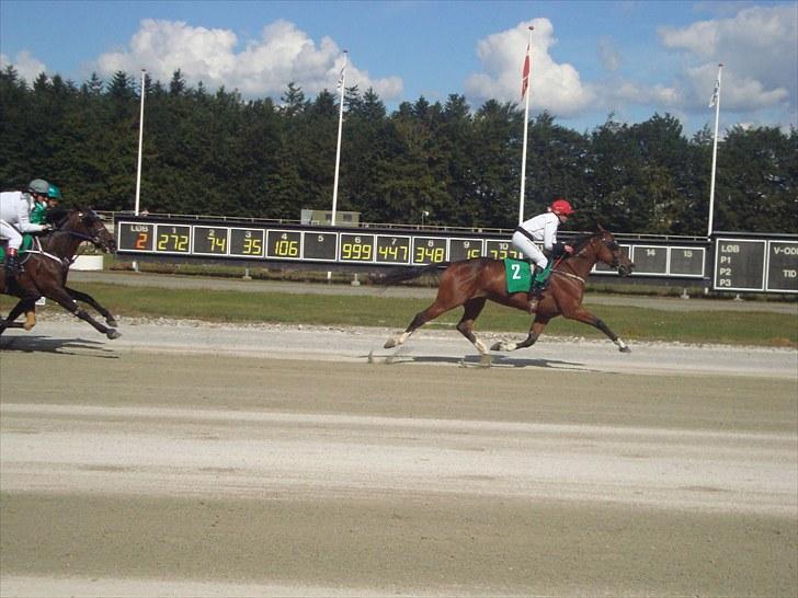 Skive travbane billede 155