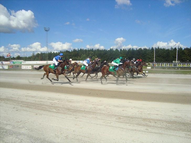 Skive travbane billede 156