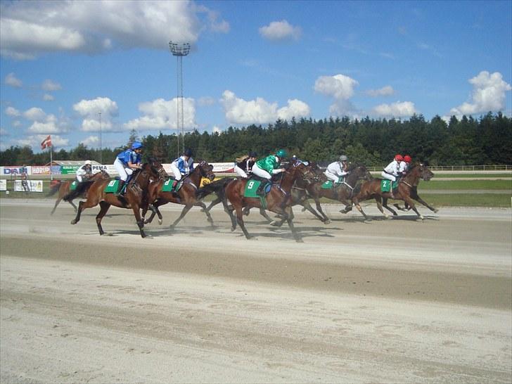 Skive travbane billede 157