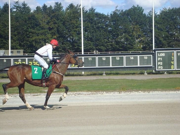 Skive travbane billede 160