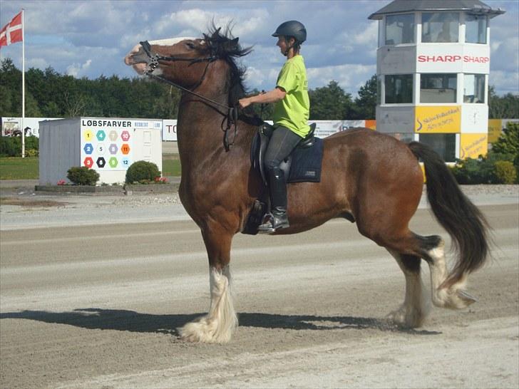 Skive travbane billede 165