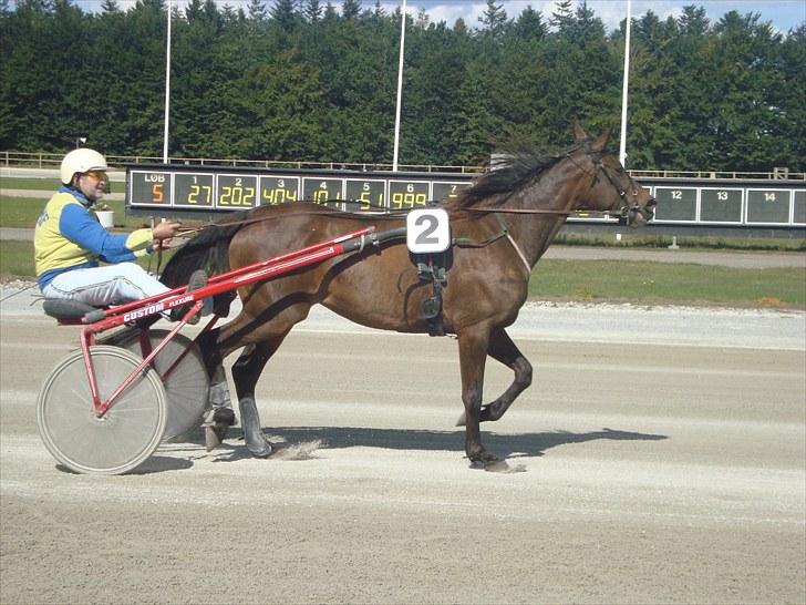 Skive travbane billede 166