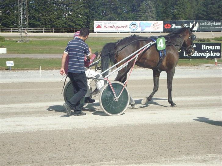 Skive travbane billede 172