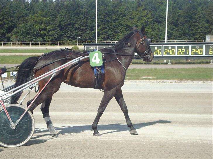 Skive travbane billede 173