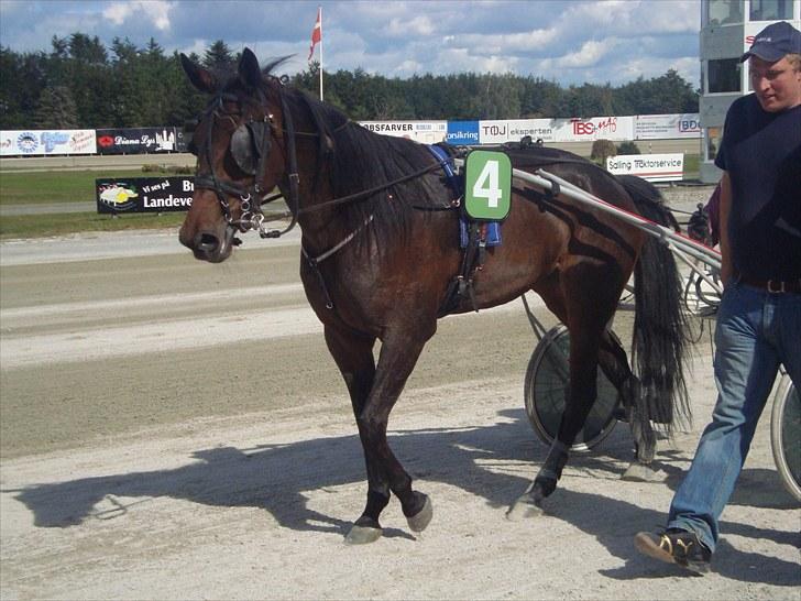 Skive travbane billede 174