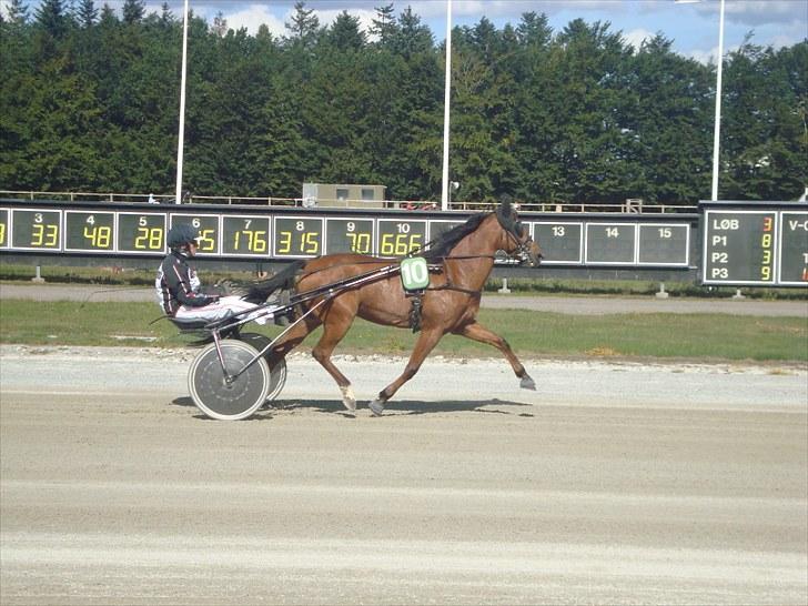 Skive travbane billede 182
