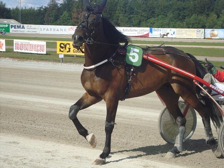 Skive travbane billede 184