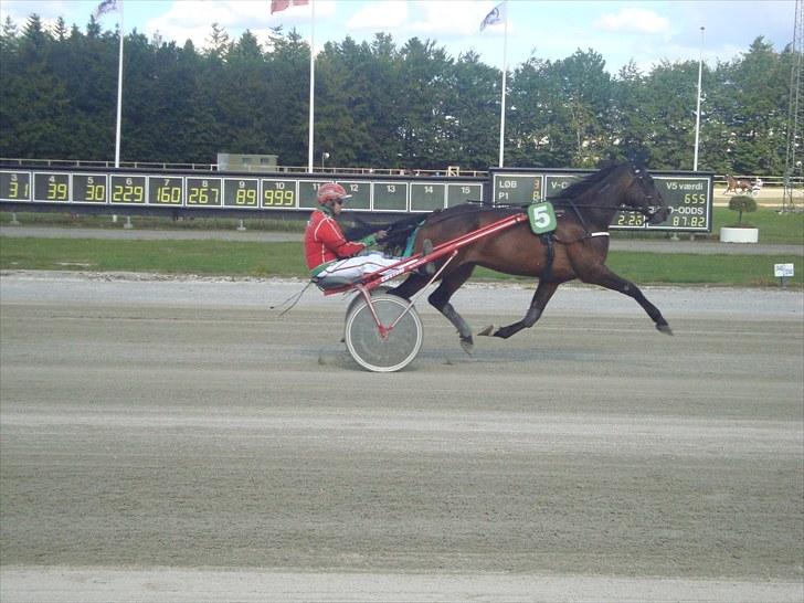 Skive travbane billede 191