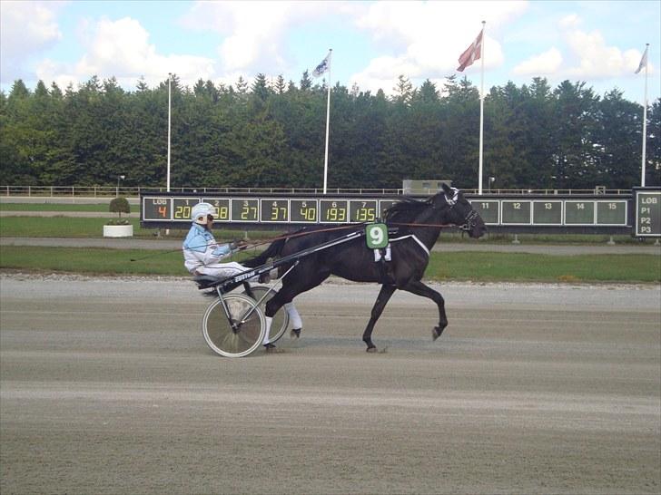 Skive travbane billede 192