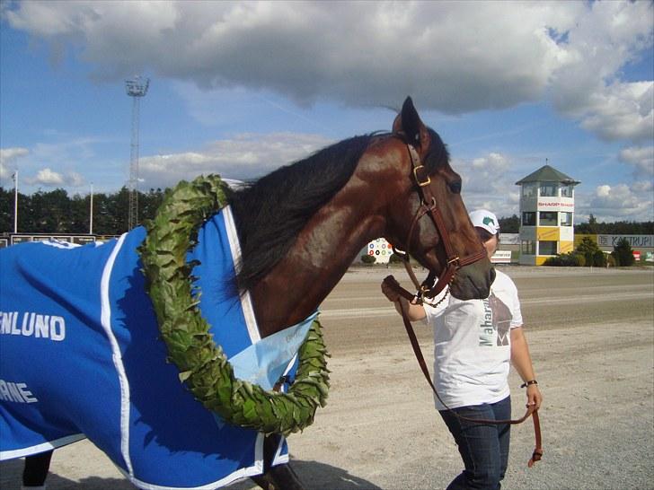 Skive travbane billede 200