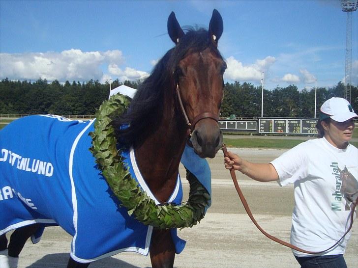 Skive travbane billede 206