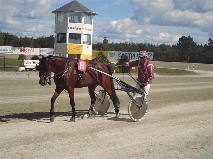 Skive travbane billede 211