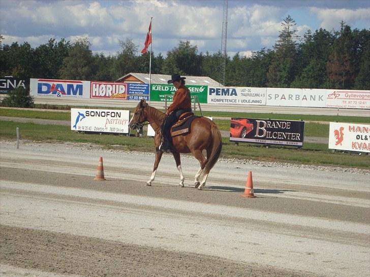 Skive travbane billede 216