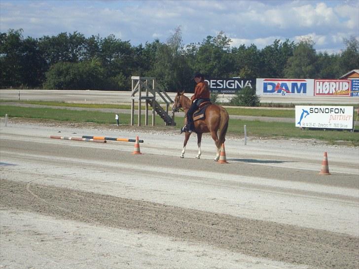 Skive travbane billede 218