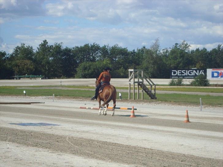 Skive travbane billede 219