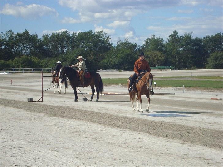 Skive travbane billede 224