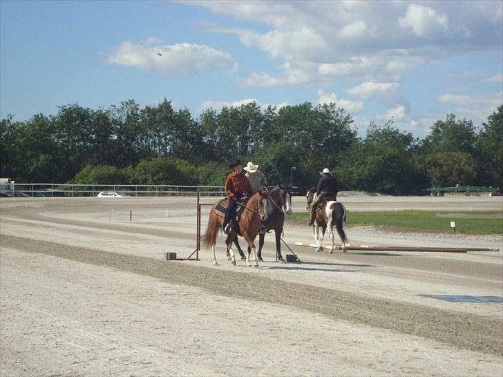 Skive travbane billede 225