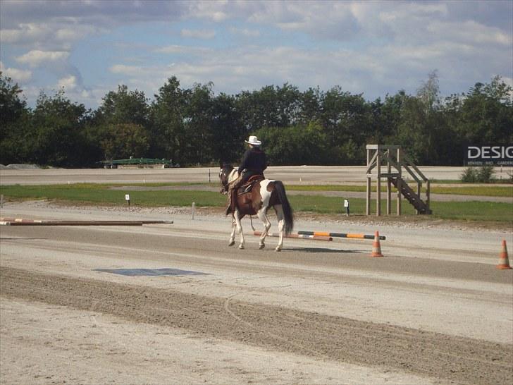 Skive travbane billede 226