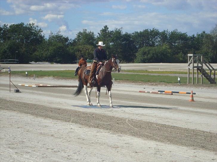 Skive travbane billede 230