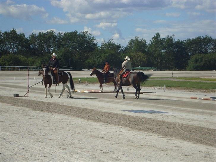 Skive travbane billede 232