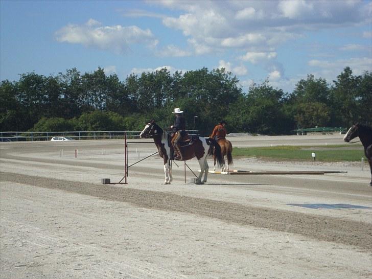 Skive travbane billede 233