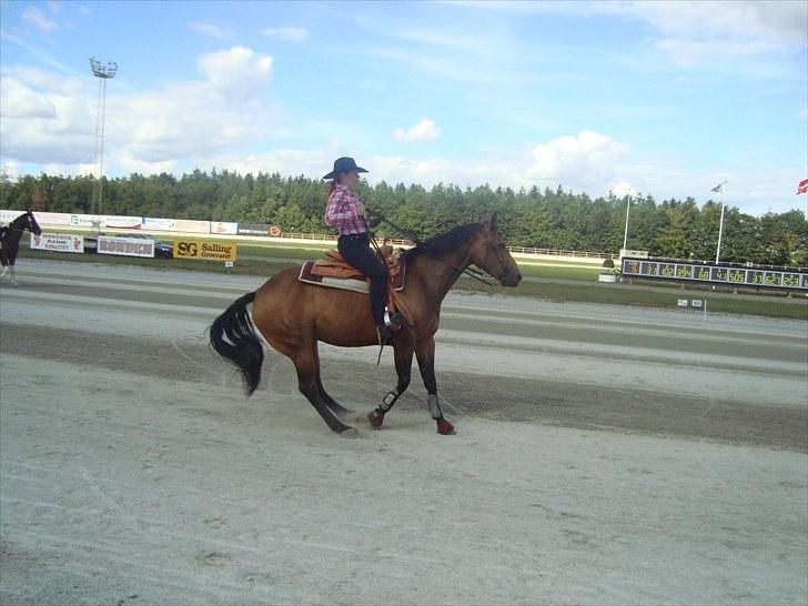 Skive travbane billede 236