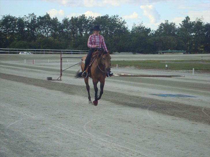 Skive travbane billede 238