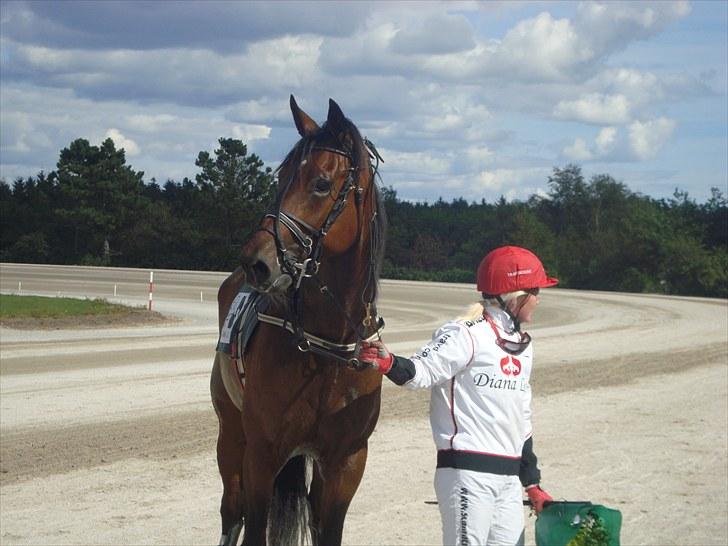 Skive travbane billede 240