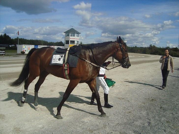 Skive travbane billede 242