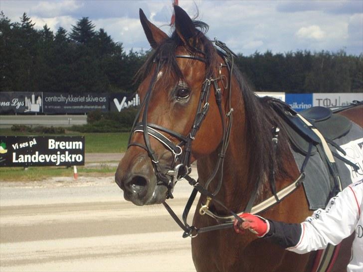 Skive travbane billede 243