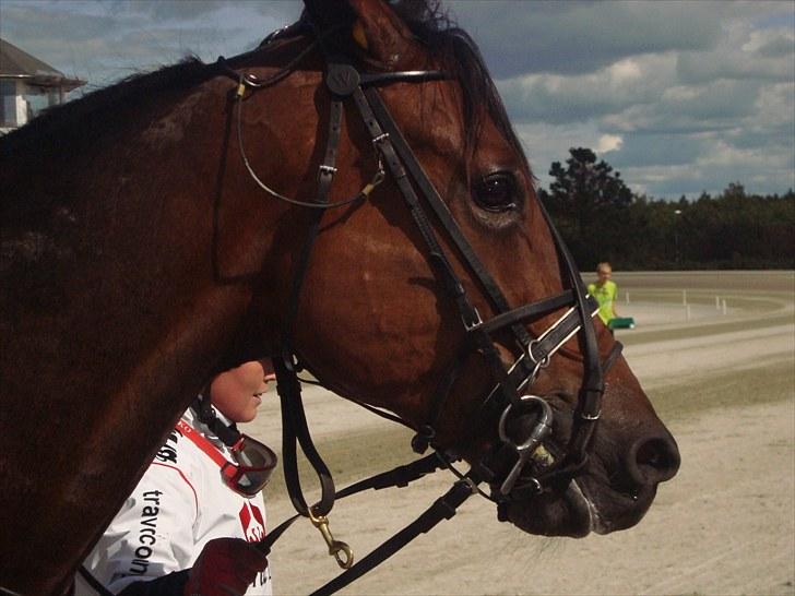 Skive travbane billede 244