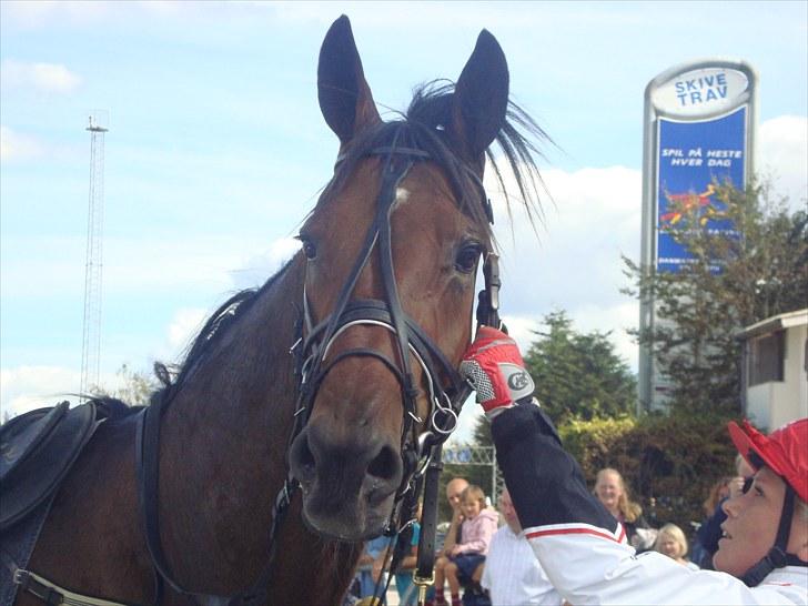 Skive travbane billede 247