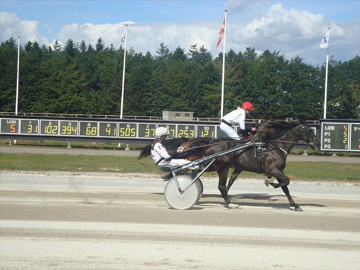 Skive travbane billede 260