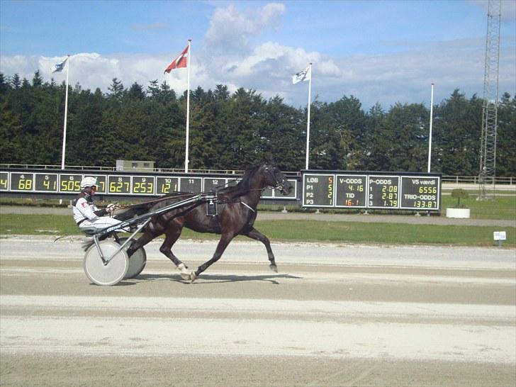 Skive travbane billede 261