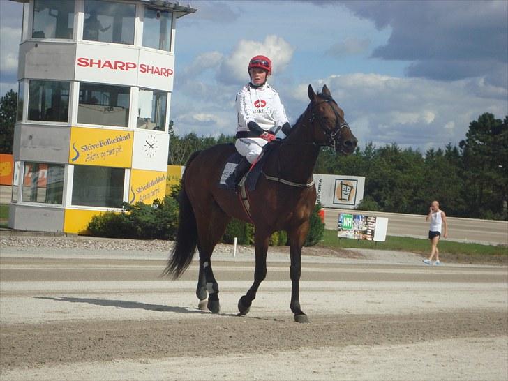 Skive travbane billede 263