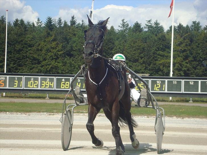 Skive travbane billede 264