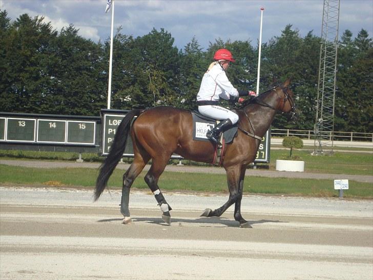 Skive travbane billede 265