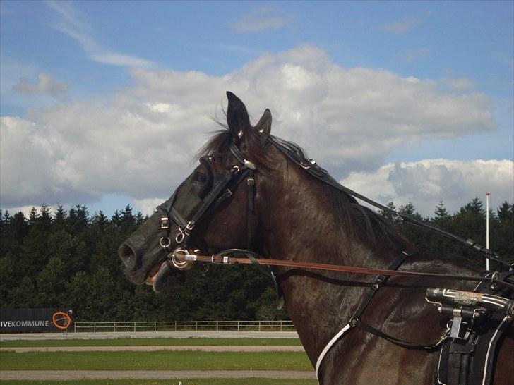 Skive travbane billede 267