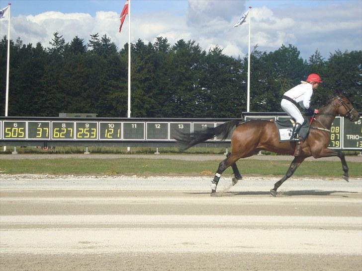 Skive travbane billede 269