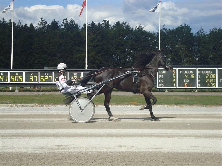 Skive travbane billede 270