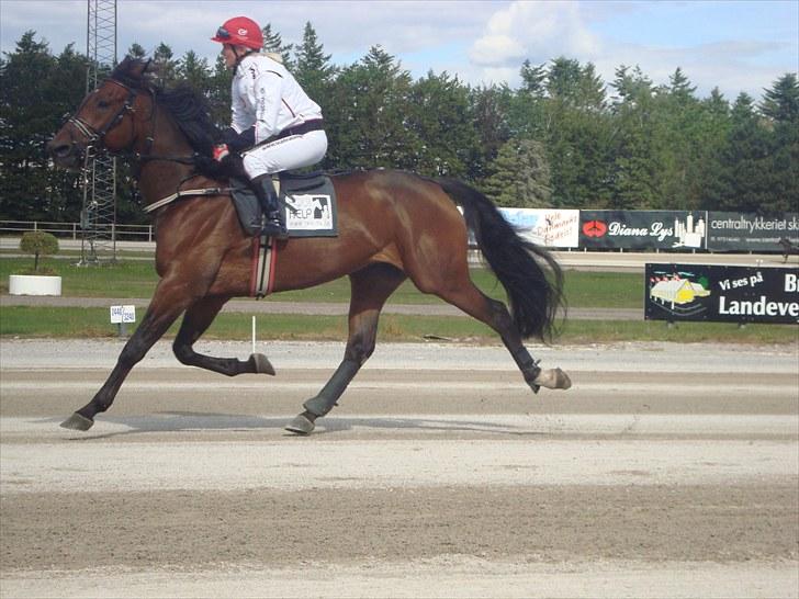 Skive travbane billede 271