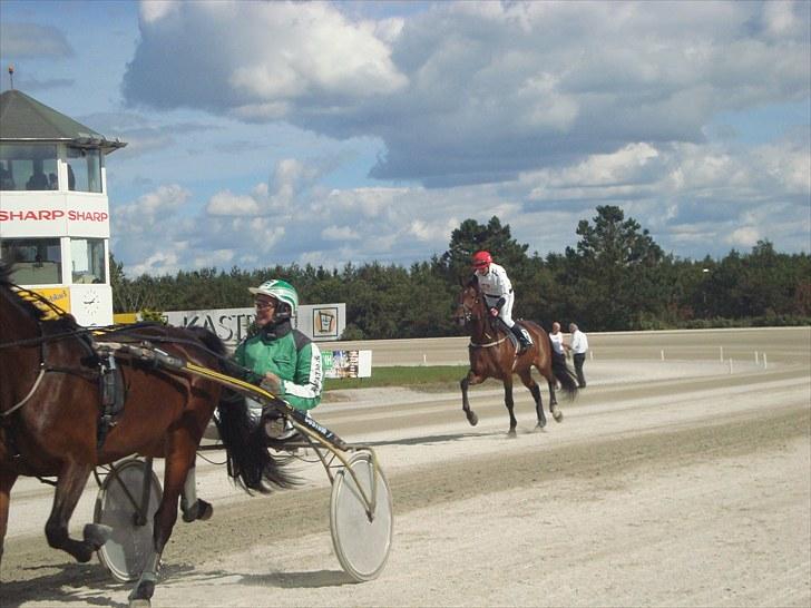 Skive travbane billede 272