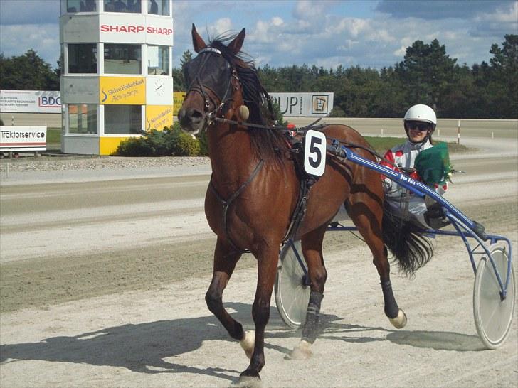 Skive travbane billede 273